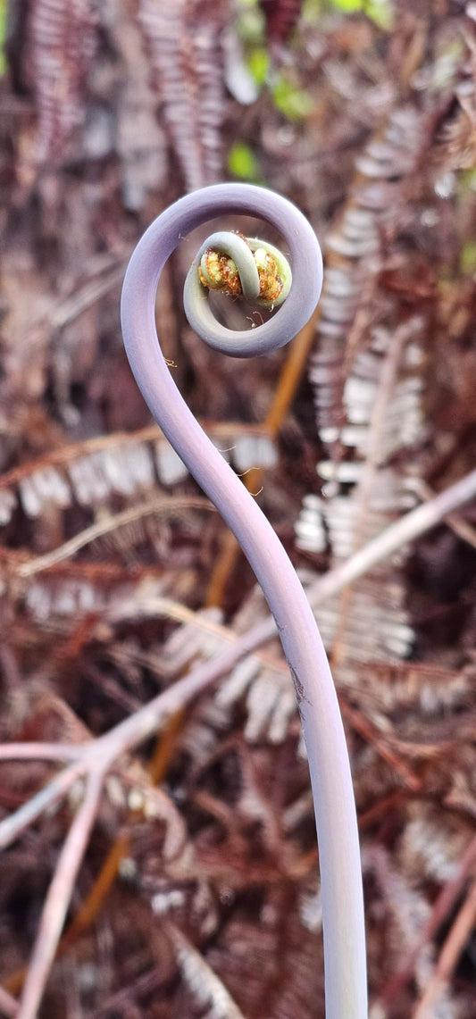 breathemovedivine Gift Cards - breathemovedivine